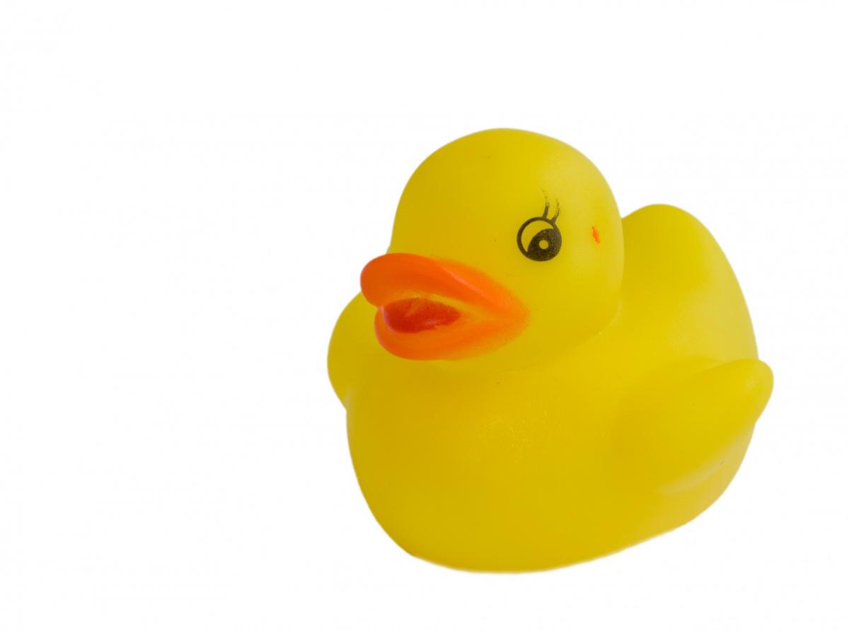 rubber duck