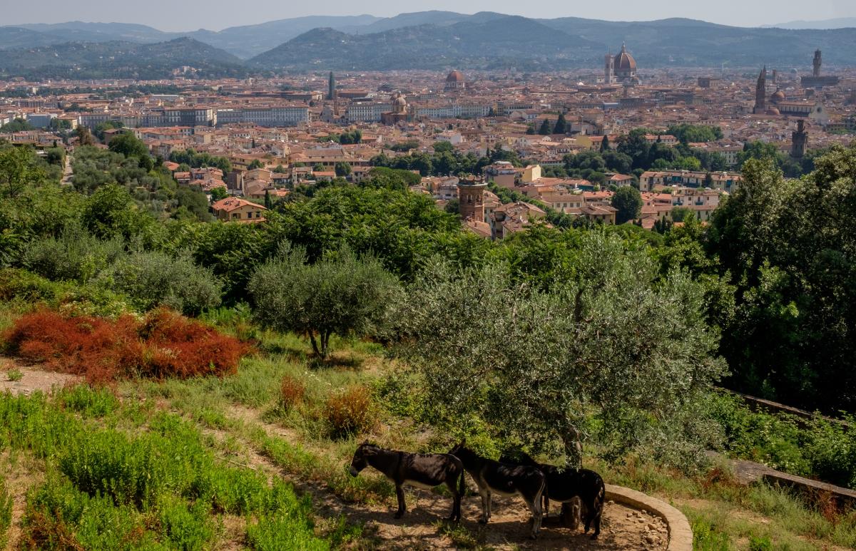 Panorama of Florence