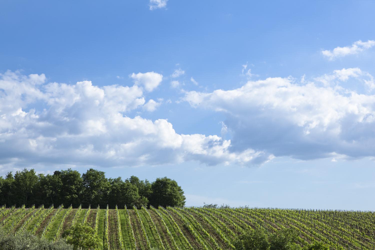 The Nunzi Conti family estate
